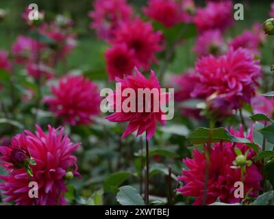 Fleurs de chrysanthème Dahlia rouge rose poussant dans le jardin. Culture de fleurs décoratives d'automne. Fond d'écran. Banque D'Images