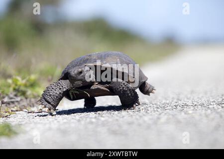 4 juin 2014 - Kennedy Space Center, Floride, États-Unis - lente et régulière remporte la course pour cette tortue gopher, flânant le long de la route de plage 39B Launch Pad sur le Kennedy Space Center de la NASA en Floride. Les tortues gopher sont des tortues de la terre ferme qui vivent dans les broussailles, les hamacs secs, le bois plat des pins, les prairies côtières et les habitats dunaires. La propriété non développée du Kennedy Space Center est gérée par le U.S. Fish and Wildlife Service par le biais du Merritt Island National Wildlife refuge. Actuellement, les tortues gopher sont protégées dans certains états par une loi fédérale en vertu de la loi sur les espèces menacées ESA. (Crédit image : © Dani Banque D'Images