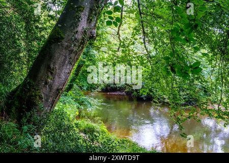 La rivière Nevern / Afon Nyfer près du village de Nevern dans le Pembrokeshire, dans l'ouest du pays de Galles Banque D'Images