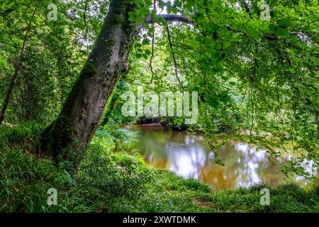 La rivière Nevern / Afon Nyfer près du village de Nevern dans le Pembrokeshire, dans l'ouest du pays de Galles Banque D'Images