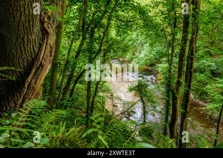 La rivière Nevern / Afon Nyfer près du village de Nevern dans le Pembrokeshire, dans l'ouest du pays de Galles Banque D'Images