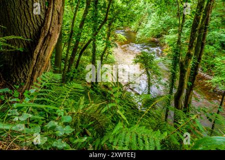 La rivière Nevern / Afon Nyfer près du village de Nevern dans le Pembrokeshire, dans l'ouest du pays de Galles Banque D'Images