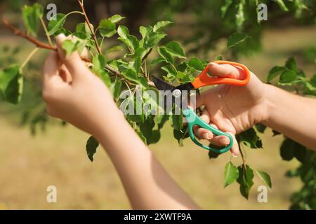 Jardinière femelle avec sécateurs coupant la branche d'arbre à l'extérieur, gros plan Banque D'Images