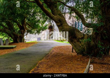 Yew Trees in St Brynach's Churchyard à Nevern, Pembrokeshire, pays de Galles Banque D'Images