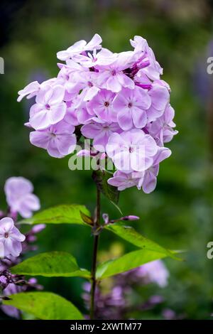 Phlox maculata fleurs rose clair en été, gros plan Banque D'Images