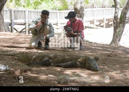 Zwei Ranger fotografieren für Touristen mit dessen smartphone einen Waran. Ein Komodo-Waran-Biss führt unweigerlich zum Tod. 2009 entdeckten Forscher, dass die Komodowarane ihre Beute durch Giftdrüsen zwischen den Zähnen außer Gefecht setzen. Die Giftdrüsen sondern ein cocktail aus Toxinen ab, der SO giftig ist, dass kein Antibiotikum der Welt Hilft, wenn man von einem Komodowaran gebissen wird. Einer der letzten Urlauber, der von einem Komodowaran gebissen wurde, ein Franzose, starb anderthalb Jahre später an den Folgen in Paris - trotz bester medizinischer Versorgung. Forscher fanden Indizi Banque D'Images