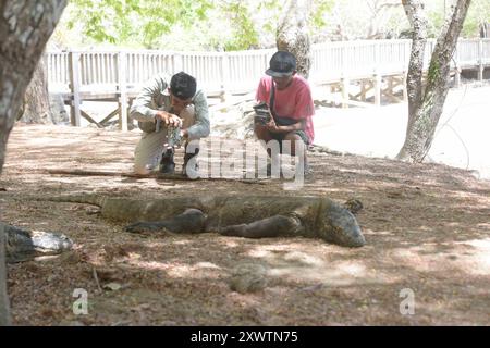 Zwei Ranger fotografieren für Touristen mit dessen smartphone einen Waran. Ein Komodo-Waran-Biss führt unweigerlich zum Tod. 2009 entdeckten Forscher, dass die Komodowarane ihre Beute durch Giftdrüsen zwischen den Zähnen außer Gefecht setzen. Die Giftdrüsen sondern ein cocktail aus Toxinen ab, der SO giftig ist, dass kein Antibiotikum der Welt Hilft, wenn man von einem Komodowaran gebissen wird. Einer der letzten Urlauber, der von einem Komodowaran gebissen wurde, ein Franzose, starb anderthalb Jahre später an den Folgen in Paris - trotz bester medizinischer Versorgung. Forscher fanden Indizi Banque D'Images