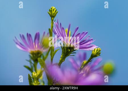 Aster de Douglass, Symphyotrichum subspicatum, fleurissant dans Bottle Beach State Park, État de Washington, États-Unis Banque D'Images