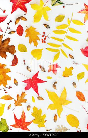 Feuilles d'automne dispersées sur un fond blanc, couleurs vibrantes et formes variées de feuilles Banque D'Images