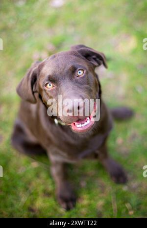 Un chocolat Labrador Retriever puppy sitting outdoors et écouter avec une inclinaison de tête Banque D'Images