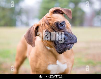 Un jeune chiot Boxer de race pure écoutant avec une inclinaison de la tête Banque D'Images