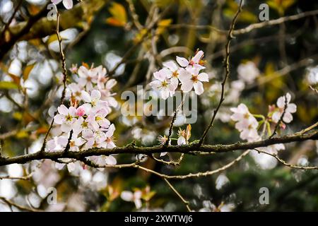 Gros plan de délicates fleurs de cerisier fleurissant sur des branches couvertes de mousse. Banque D'Images