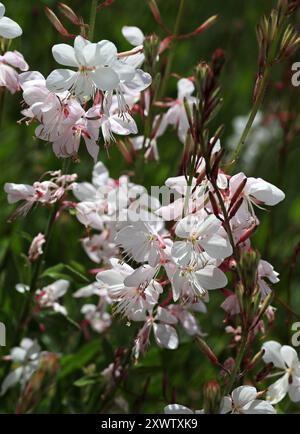 Beeblossom de Lindheimer ou Gaura blanche, Oenothera lindheimeri, Onagraceae. Anciennement Gaura lindheimerii. Banque D'Images