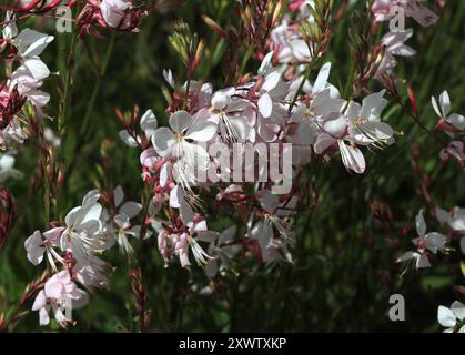 Beeblossom de Lindheimer ou Gaura blanche, Oenothera lindheimeri, Onagraceae. Anciennement Gaura lindheimerii. Banque D'Images