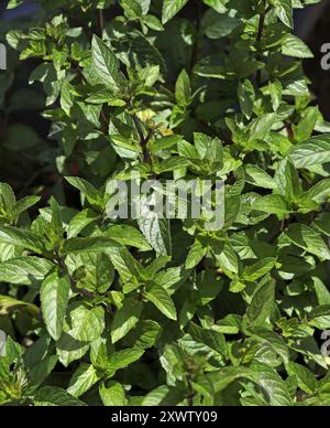 Black Mitchum Mint, Mentha × piperita 'Black Mitcham', Lamiaceae. 'Black Mitcham' est une menthe vivace répandue. Banque D'Images