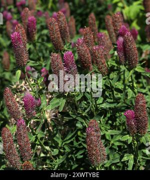 Ruddy Clover, Trifolium rubens, Fabaceae. Son aire de répartition est l'Europe centrale et méridionale. Banque D'Images