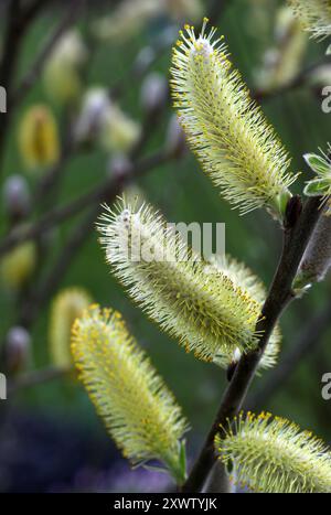 Saule dunaire, saule côtier ou saule de Hooker, Salix hookeriana, Salicaceae. Ouest de l'Amérique du Nord. Salix hookeriana est une espèce de saule. Banque D'Images