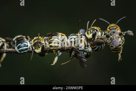 Groupe de petites abeilles sudores mignonnes, nid de guêpes (Hyménoptères) reposant sur les branches de l'arbre et isolé sur fond noir. Banque D'Images