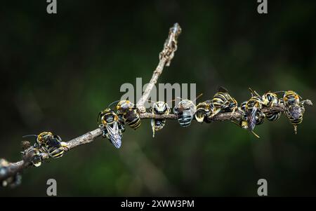 Groupe de petites abeilles sudores mignonnes, nid de guêpes (Hyménoptères) reposant sur les branches de l'arbre et isolé sur fond noir. Banque D'Images