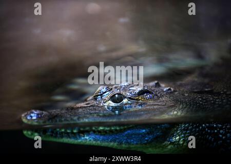 Crocodile australien d'eau douce au zoo biblique de Jérusalem à Jérusalem, Israël. Banque D'Images