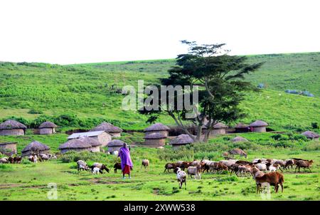 Un Maasaï élevant ses chèvres. Photo prise dans le nord de la Tanzanie. Banque D'Images