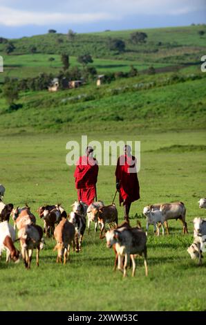 Un Maasaï élevant ses chèvres. Photo prise dans le nord de la Tanzanie. Banque D'Images