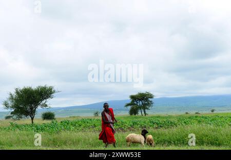 Un Maasaï élevant ses chèvres. Photo prise dans le nord de la Tanzanie. Banque D'Images