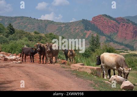 Troupeau de vaches dans les montagnes du Kirghizistan Banque D'Images