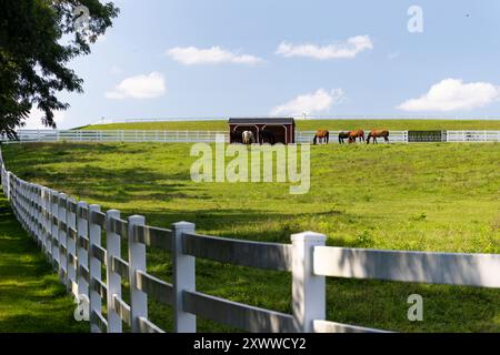 Groupe de chevaux qui paissent sur un terrain clôturé d'une ferme de chevaux, Bedminster, New Jersey, États-Unis Banque D'Images