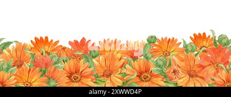 Calendula sur fond blanc, bordure transparente. Fleurs oranges, illustration aquarelle. Plante médicinale, qui fait partie du thé et remède homéopathique Banque D'Images