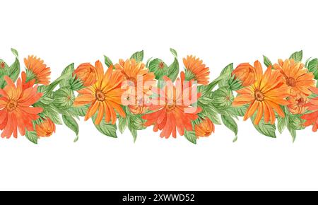 Calendula sur fond blanc, bordure transparente. Fleurs oranges, illustration aquarelle. Plante médicinale, qui fait partie du thé et remède homéopathique Banque D'Images