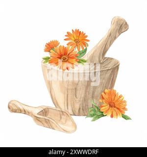 Mortier en bois pour herbes et fleurs de calendula. Préparation de tisane, tonique. Le concept de phytothérapie, laboratoire. Composition pour l'étiquette de Banque D'Images