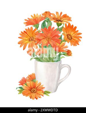 Bouquet de calendula dans une tasse en porcelaine blanche. Fleurs de merigold brillantes. Illustration aquarelle. Conception d'emballage de thé. Banque D'Images