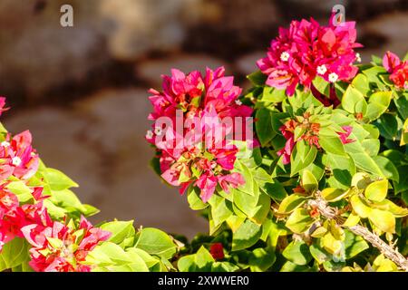 Bougainvillea, fleur de papier Bougainvillea hybrida soft focus avec fond flou. Exotique, belle petite fleur de bougainvilliers violets. Banque D'Images