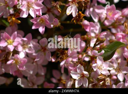 bourdon pollinisant des fleurs roses sur le buisson Banque D'Images