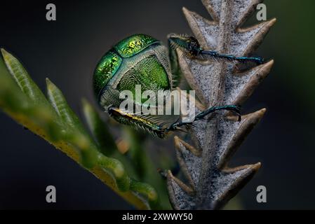 Vue arrière d'un scarabée vert métallisé (Diphucephala colaspidoides). Banque D'Images