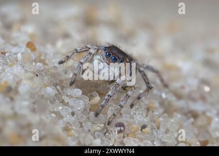 Araignée mâle Peacock, Maratus speculifer photographiée sur le sable de la plage. Les grains de sable montrent à quel point ces araignées sont minuscules. Banque D'Images