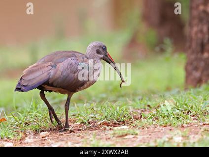 Afrique du Sud, parc national Kruger, Johannesburg : hadada ibis (bostrychia hagedash) se nourrissant au bord d'un étang Banque D'Images