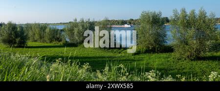 fleurs d'été et saules à la rivière waal près de nimègue en hollande provice de gueldre aux pays-bas Banque D'Images