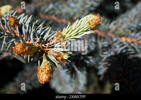 Épinette bleue ou Picea pungens connue sous le nom d'épinette verte Colorado ou épinette bleue Colorado épinette Prickly les jeunes branches de l'épinette germent de conifères à feuilles persistantes Banque D'Images