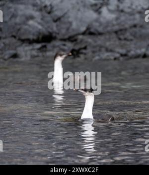 Gros plan d'un Shag antarctique -Leucocarbo bransfieldensis- nageant en mer, près de l'île de Cuverville, sur la péninsule antarctique Banque D'Images