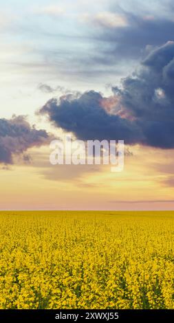 Vaste champ de colza jaune sous un ciel de coucher de soleil spectaculaire avec des nuages cumulus. Copier espace couleurs vives fond d'écran vertical. Nature de l'Ukraine, Beaut Banque D'Images