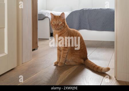 Chat de gingembre assis sur plancher en bois avec porte de chambre entrouverte en arrière-plan. Concept de soins et de bien-être pour animaux de compagnie. Hygge Living, style de vie tranquille. Banque D'Images