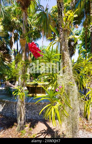 Orchidée vanda rouge fleurie au Miami Beach Botanical Garden, Miami, Floride, États-Unis Banque D'Images