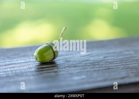Gros plan d'un gland vert (gland) se trouve sur une surface en bois, mettant en valeur des textures naturelles et une verdure vibrante Banque D'Images