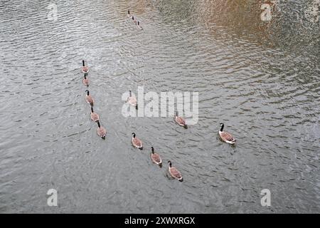 Une famille de bernaches du Canada sur la rivière Great Ouse dans le comté de Bedford dans le Bedfordshire, en Angleterre Banque D'Images