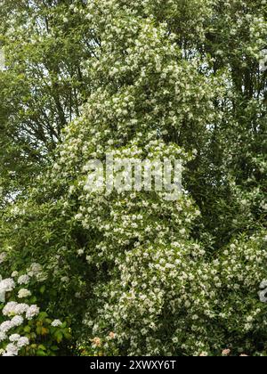 Fleurs blanches, plus tard l'été, du bois de ribbonbon vert de Nouvelle-Zélande, Hoheria sexstylosa 'stardust' Banque D'Images