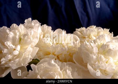 Les pivoines blanches élégantes fleurissent dans une lumière douce et naturelle, sur un fond de tissu bleu foncé contrasté. des pétales délicats et un éclairage subtil créent Banque D'Images