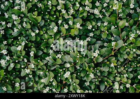 Vue détaillée de petites fleurs blanches sur un arbuste vert dense. Banque D'Images