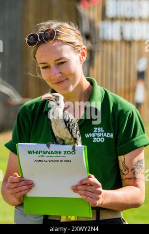 Whipsnade, Royaume-Uni. 21 août 2024. Un Hornbill Redbilled est récompensé avec un ver de farine par son gardien Anna - Whipsnade Zoo (ZSL) effectuer leur pesée annuelle. Les gardiens enregistrent les poids et les mesures des animaux - des informations qui fournissent un aperçu critique de leur santé et de leur bien-être. Crédit : Guy Bell/Alamy Live News Banque D'Images